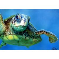 So, You Want to Learn to Airbrush with Bob Keeling & Maryellen Vettori June 16-20, 2025